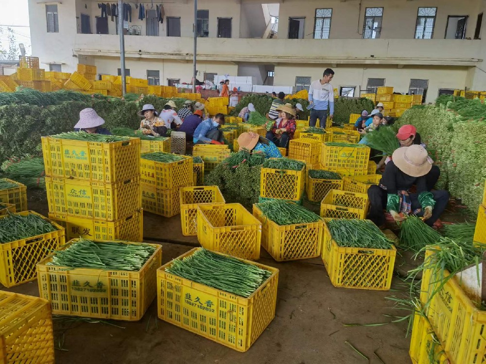 國內(nèi)最大韭菜基地，當(dāng)?shù)厥卟撕献魃?、農(nóng)業(yè)公司大范圍使用深圳科美斯真空預(yù)冷機，抽過真空后的韭菜保鮮期長，品質(zhì)好！